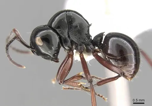 Polyrhachis australis - CASENT0906792