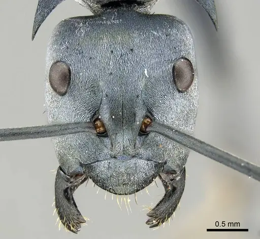 Polyrhachis baca specimen