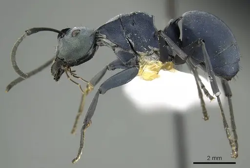 Polyrhachis baca specimen