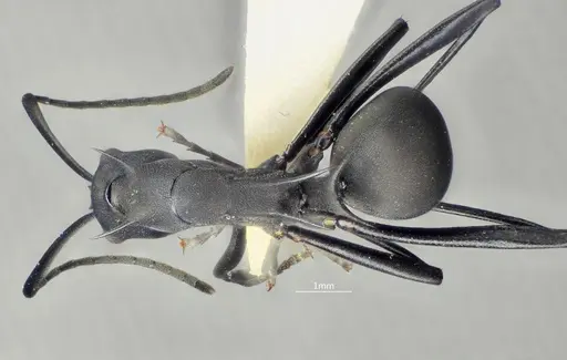 Polyrhachis bakana specimen