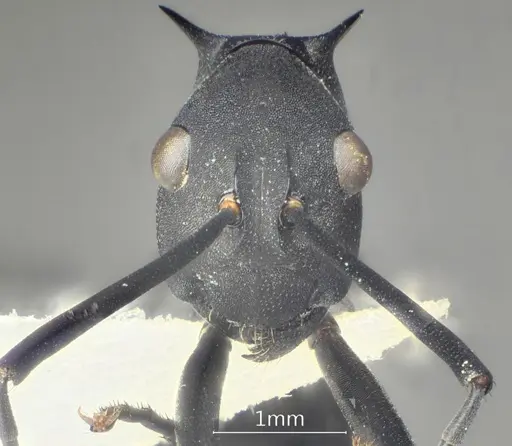 Polyrhachis bakana specimen