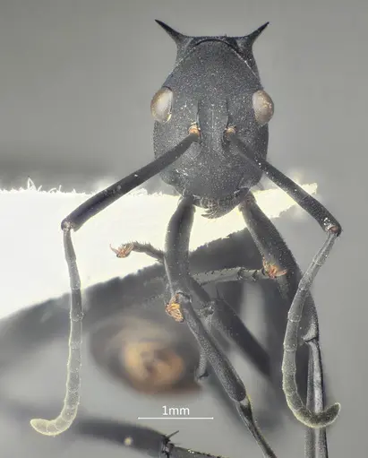 Polyrhachis bakana specimen