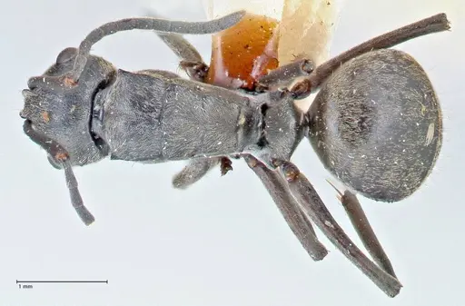 Polyrhachis bakeri specimen