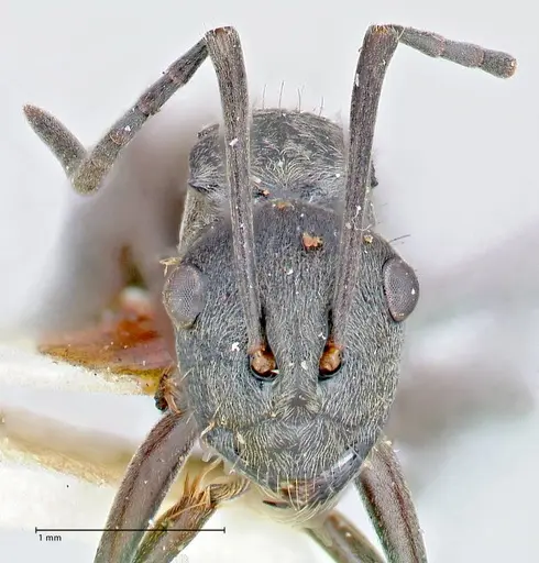 Polyrhachis bakeri specimen