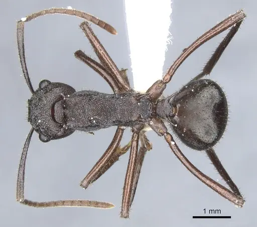Polyrhachis bamaga specimen
