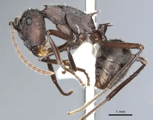 Polyrhachis bamaga specimen
