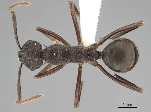 Polyrhachis bamaga - CASENT0919846