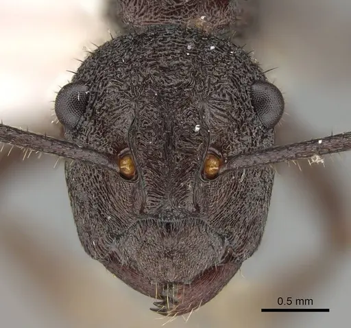 Polyrhachis bamaga - CASENT0919846