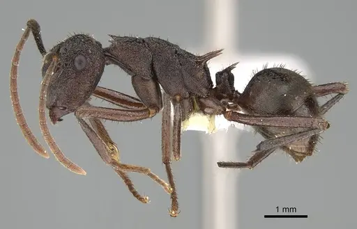 Polyrhachis bamaga - CASENT0919846
