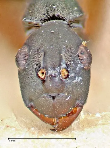Polyrhachis banghaasi specimen