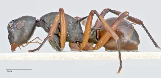 Polyrhachis banghaasi specimen