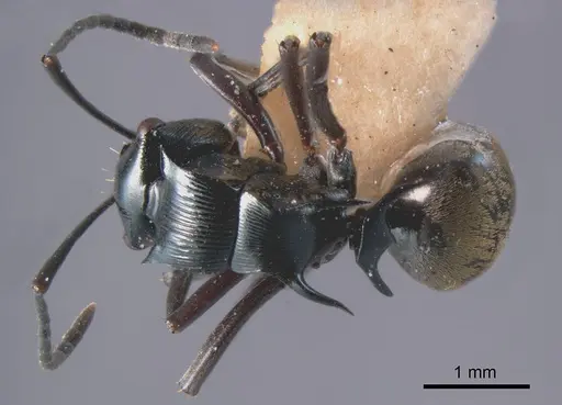 Polyrhachis barretti specimen