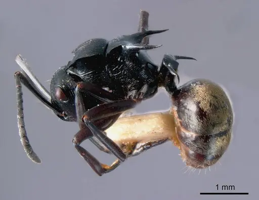 Polyrhachis barretti specimen
