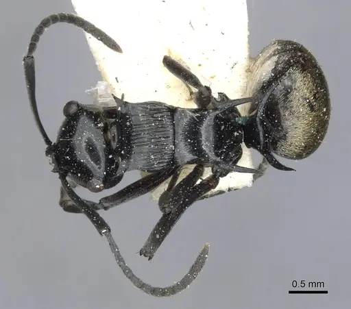 Polyrhachis barretti - CASENT0903338