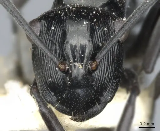 Polyrhachis barretti - CASENT0903338