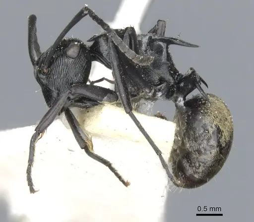 Polyrhachis barretti - CASENT0903338