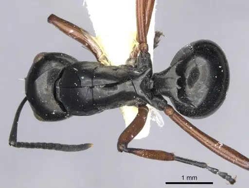 Polyrhachis barryi specimen