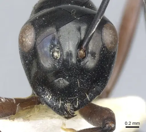Polyrhachis barryi specimen