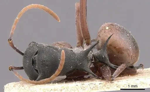 Polyrhachis basirufa specimen