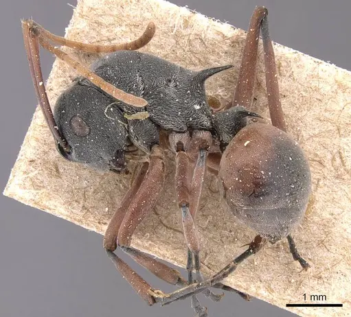 Polyrhachis basirufa specimen