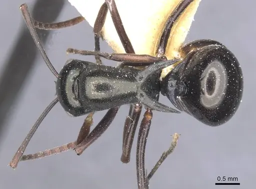 Polyrhachis batesi specimen