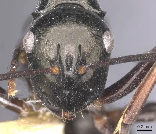Polyrhachis batesi specimen