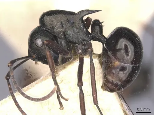 Polyrhachis batesi specimen