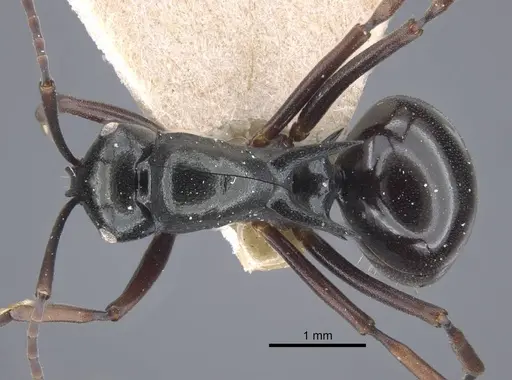 Polyrhachis batesi - CASENT0917197