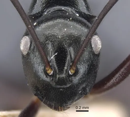 Polyrhachis batesi - CASENT0917197