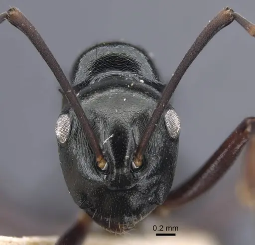 Polyrhachis batesi - CASENT0917197