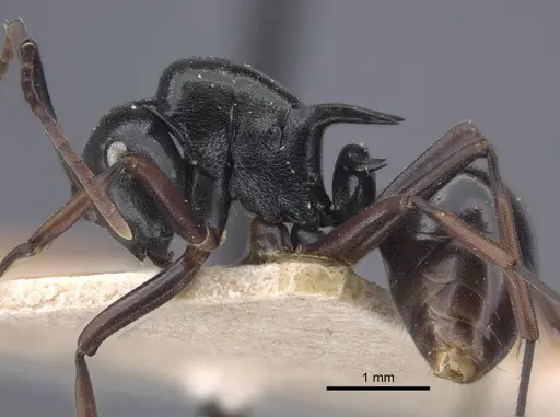 Polyrhachis batesi - CASENT0917197