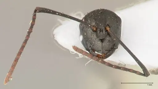 Polyrhachis batesi - FOCOL0569