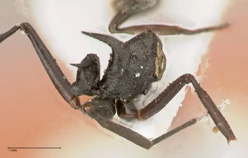 Polyrhachis batesi - FOCOL0569