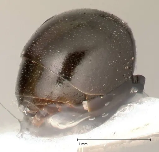 Polyrhachis batesi - FOCOL0569
