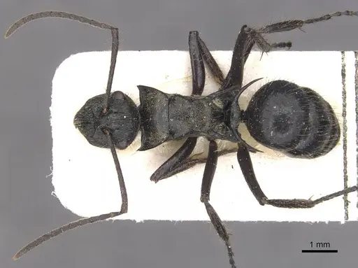 Polyrhachis beauforti specimen