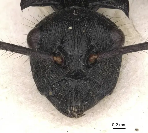 Polyrhachis beauforti specimen