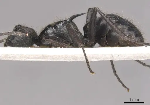 Polyrhachis beauforti specimen