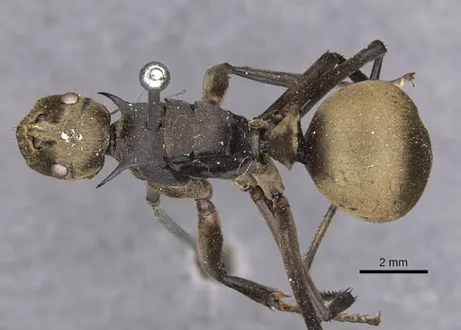 Polyrhachis beccarii specimen