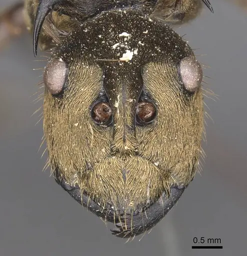 Polyrhachis beccarii specimen