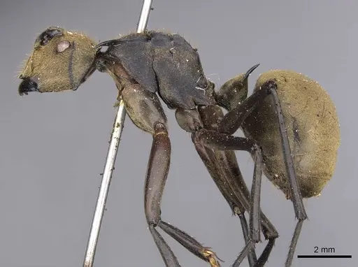 Polyrhachis beccarii specimen