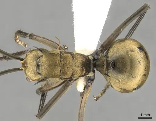 Polyrhachis beccarii - CASENT0906804