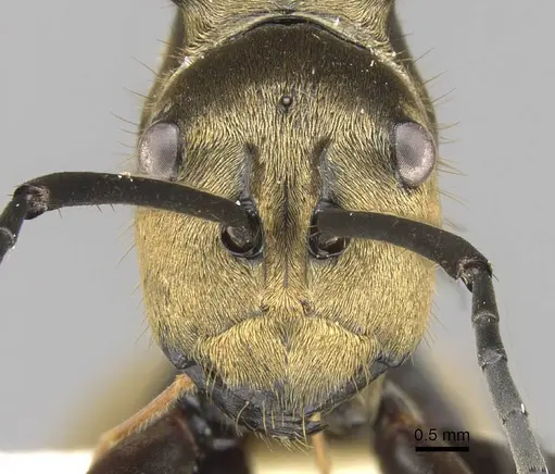 Polyrhachis beccarii - CASENT0906804