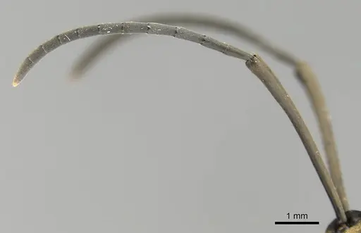 Polyrhachis beccarii - CASENT0906804