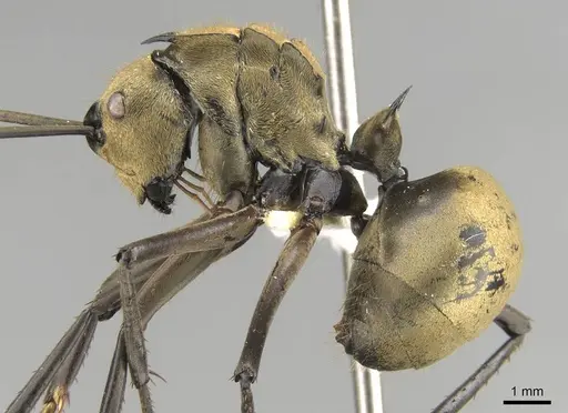 Polyrhachis beccarii - CASENT0906804