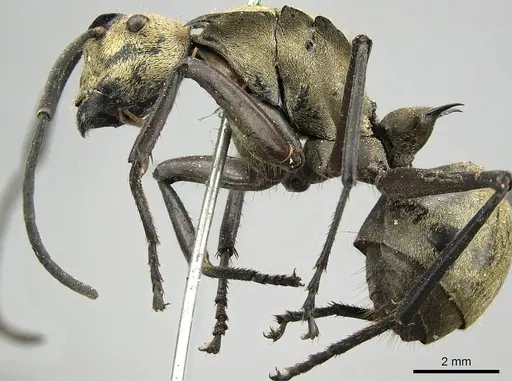 Polyrhachis beccarii - CASENT0915817