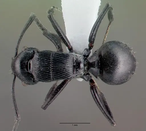Polyrhachis bedeloweryi specimen
