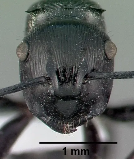 Polyrhachis bedeloweryi specimen