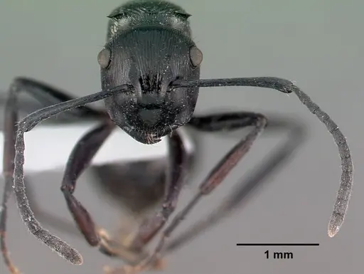 Polyrhachis bedeloweryi specimen
