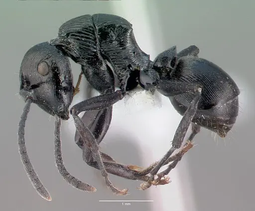 Polyrhachis bedeloweryi - CASENT0009235
