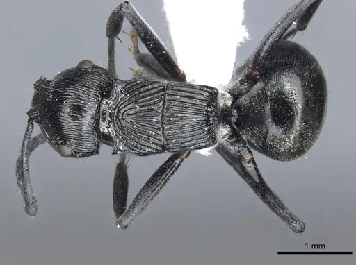 Polyrhachis bedeloweryi - CASENT0903315